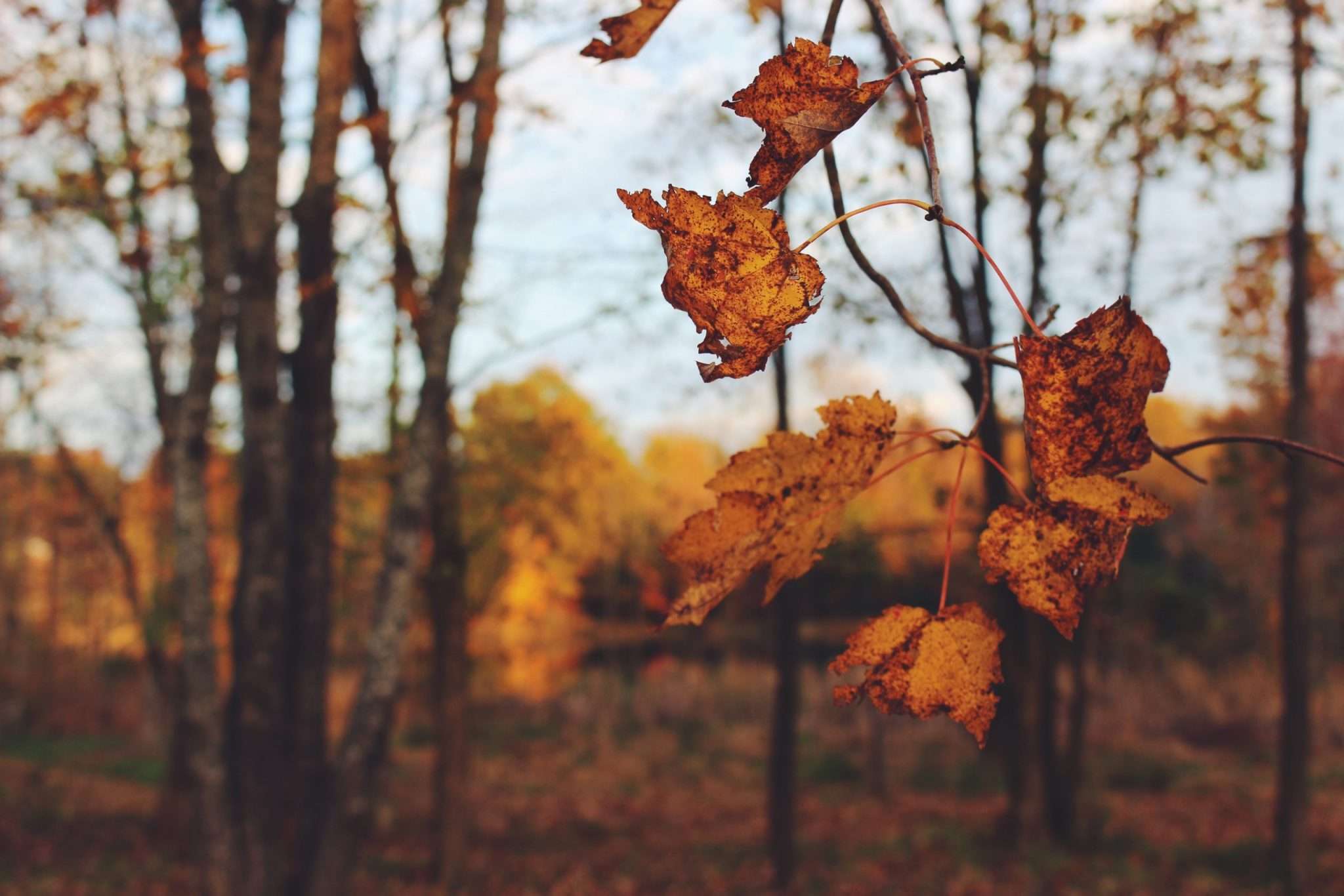 Leaves