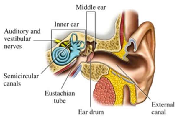 how-does-hearing-loss-occur